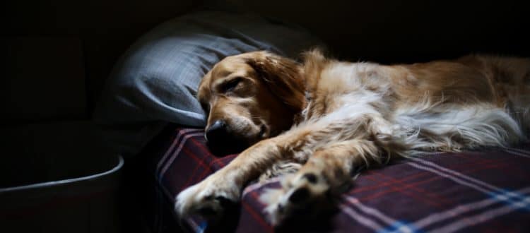 SLEEP-MORE-jacob-ufkes-109329-unsplash-750x330